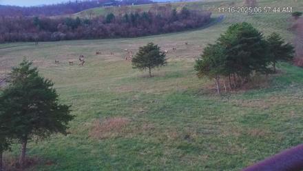 Virginia Elk Live Webcam - Nov 16, 2025, 6:58am EST