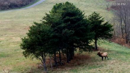 Virginia Elk Live Webcam - Nov 28, 2025, 12:12pm EST