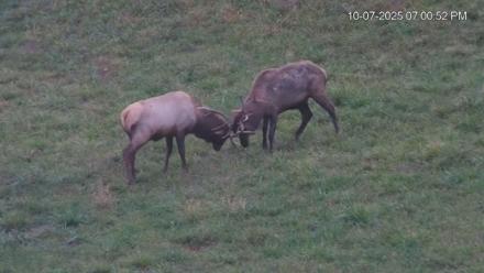 Virginia Elk Live Webcam - Oct 7, 2025, 7:01pm EDT
