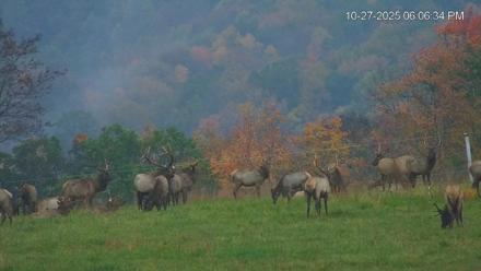 Virginia Elk Live Webcam - Oct 27, 2025, 6:07pm EDT