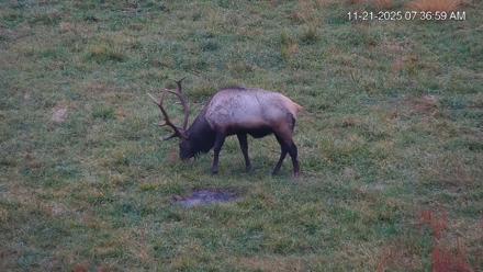 Virginia Elk Live Webcam - Nov 21, 2025, 7:37am EST