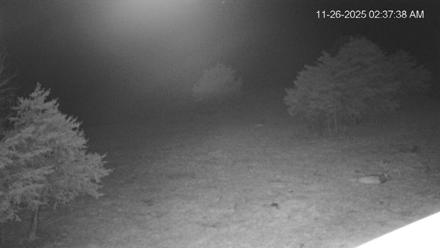 Virginia Elk Live Webcam - Nov 26, 2025, 2:38am EST