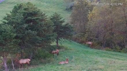 Virginia Elk Live Webcam - Oct 8, 2025, 6:42pm EDT