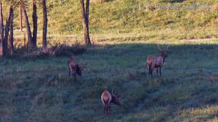 Virginia Elk Live Webcam - Oct 4, 2025, 8:08am EDT