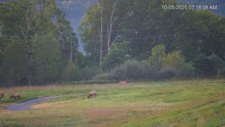 Virginia Elk Live Webcam - Oct 5, 2025, 7:19am EDT