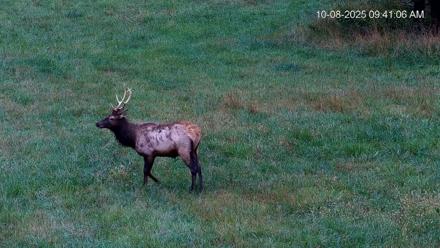 Virginia Elk Live Webcam - Oct 8, 2025, 9:41am EDT