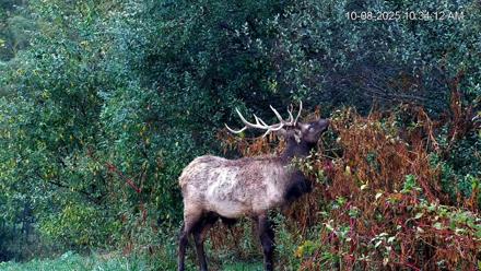Virginia Elk Live Webcam - Oct 8, 2025, 10:34am EDT
