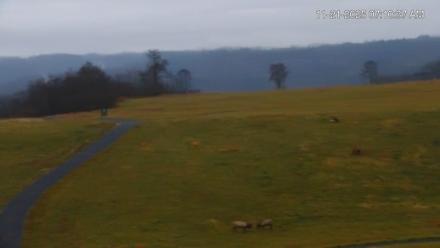Virginia Elk Live Webcam - Nov 21, 2025, 7:11am EST