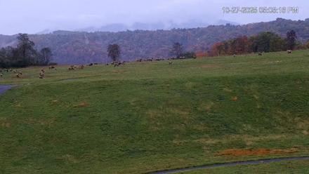 Virginia Elk Live Webcam - Oct 27, 2025, 5:05pm EDT