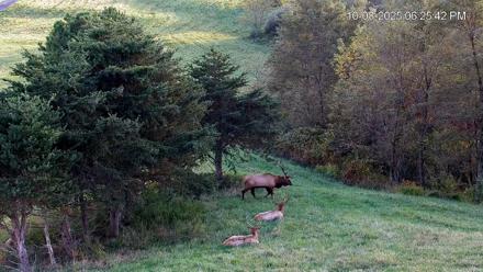 Virginia Elk Live Webcam - Oct 8, 2025, 6:26pm EDT