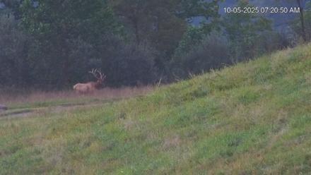 Virginia Elk Live Webcam - Oct 5, 2025, 7:21am EDT
