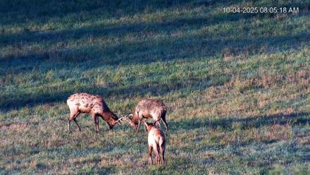 Virginia Elk Live Webcam - Oct 4, 2025, 8:05am EDT