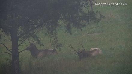 Virginia Elk Live Webcam - Oct 8, 2025, 9:05am EDT