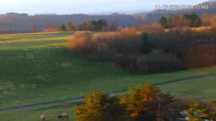 Virginia Elk Live Webcam - Nov 16, 2025, 7:25am EST