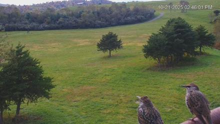 Virginia Elk Live Webcam - Oct 21, 2025, 2:46pm EDT