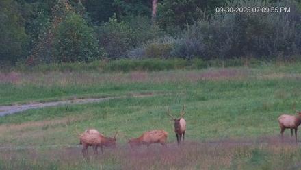 Virginia Elk Live Webcam - Sep 30, 2025, 7:10pm EDT
