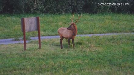 Virginia Elk Live Webcam - Oct 3, 2025, 7:00pm EDT