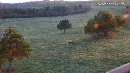 Virginia Elk Live Webcam - Nov 28, 2025, 5:03pm EST