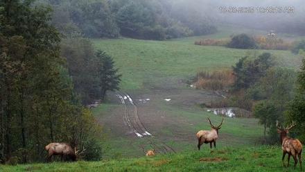 Virginia Elk Live Webcam - Oct 8, 2025, 10:48am EDT