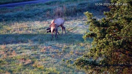 Virginia Elk Live Webcam - Oct 4, 2025, 7:49am EDT
