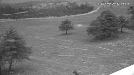 Virginia Elk Live Webcam - Dec 14, 2025, 7:15am EST