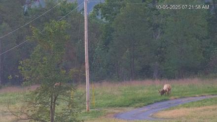 Virginia Elk Live Webcam - Oct 5, 2025, 7:22am EDT
