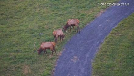 Virginia Elk Live Webcam - Nov 6, 2025, 7:00am EST