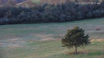 Virginia Elk Live Webcam - Oct 25, 2025, 7:27am EDT