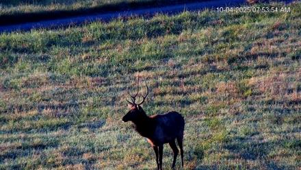Virginia Elk Live Webcam - Oct 4, 2025, 7:54am EDT