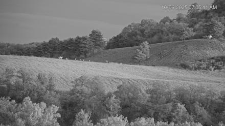 Virginia Elk Live Webcam - Oct 6, 2025, 7:05am EDT