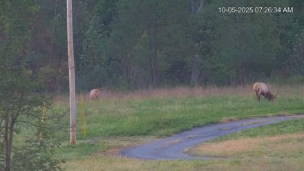 Virginia Elk Live Webcam - Oct 5, 2025, 7:27am EDT