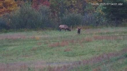 Virginia Elk Live Webcam - Oct 29, 2025, 7:54am EDT