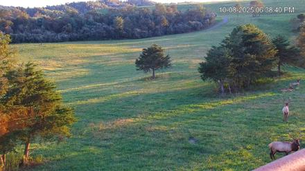 Virginia Elk Live Webcam - Oct 8, 2025, 6:39pm EDT