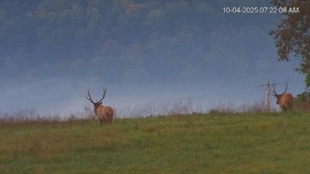Virginia Elk Live Webcam - Oct 4, 2025, 7:22am EDT