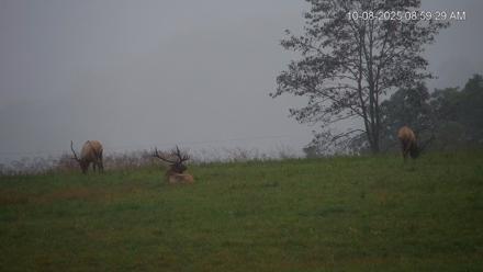 Virginia Elk Live Webcam - Oct 8, 2025, 9:00am EDT