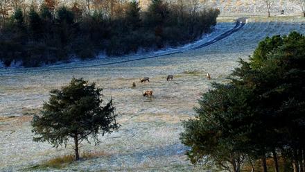 Virginia Elk Live Webcam - Nov 10, 2025, 8:07am EST