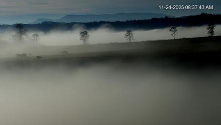 Virginia Elk Live Webcam - Nov 24, 2025, 8:38am EST