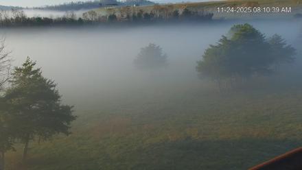 Virginia Elk Live Webcam - Nov 24, 2025, 8:11am EST