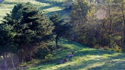 Virginia Elk Live Webcam - Oct 8, 2025, 6:13pm EDT