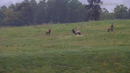 Virginia Elk Live Webcam - Oct 8, 2025, 9:14am EDT