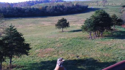 Virginia Elk Live Webcam - Nov 4, 2025, 8:40am EST
