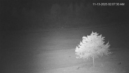 Virginia Elk Live Webcam - Nov 13, 2025, 2:08am EST