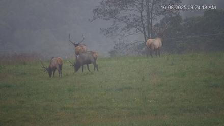 Virginia Elk Live Webcam - Oct 8, 2025, 9:25am EDT