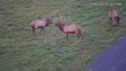 Virginia Elk Live Webcam - Nov 6, 2025, 7:05am EST