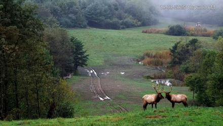 Virginia Elk Live Webcam - Oct 8, 2025, 10:48am EDT