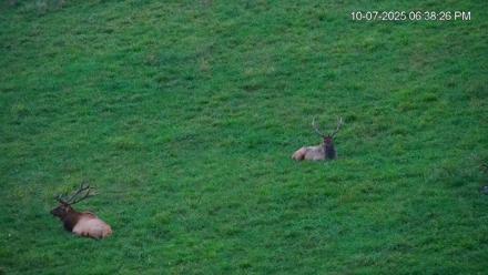 Virginia Elk Live Webcam - Oct 7, 2025, 6:39pm EDT
