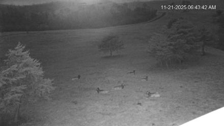 Virginia Elk Live Webcam - Nov 21, 2025, 6:44am EST