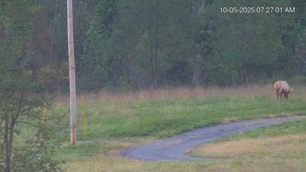 Virginia Elk Live Webcam - Oct 5, 2025, 7:27am EDT