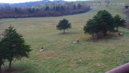 Virginia Elk Live Webcam - Nov 28, 2025, 12:13pm EST