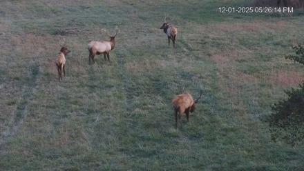 Virginia Elk Live Webcam - Dec 1, 2025, 5:26pm EST